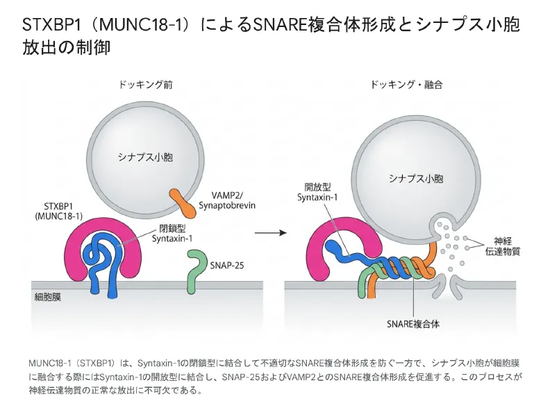 STXBP1（MUNC18-1）によるSNARE複合体形成とシナプス小胞放出の制御を示す模式図。左の「ドッキング前」では、MUNC18-1が閉鎖型のSyntaxin-1に結合して不適切なSNARE複合体形成を防ぎ、右の「ドッキング・融合」では、開放型のSyntaxin-1にSNAP-25とVAMP2が結合してSNARE複合体を形成し、シナプス小胞が細胞膜に融合して神経伝達物質を放出する過程を左右で対比した図。