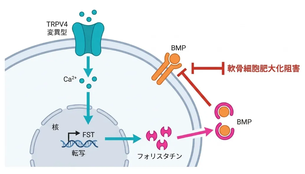 SMDKの病態メカニズム:変異型TRPV4によるカルシウム流入がフォリスタチンを増やしBMPシグナルを阻害し軟骨細胞の肥大化を妨げる 変異型TRPV4チャネルからカルシウム(Ca2+)が細胞内に流入し、核でFST遺伝子の転写を促してフォリスタチンを産生。フォリスタチンがBMPに結合してBMPシグナルを阻害し、軟骨細胞の肥大化を妨げるSMDKの病態メカニズムを示す模式図