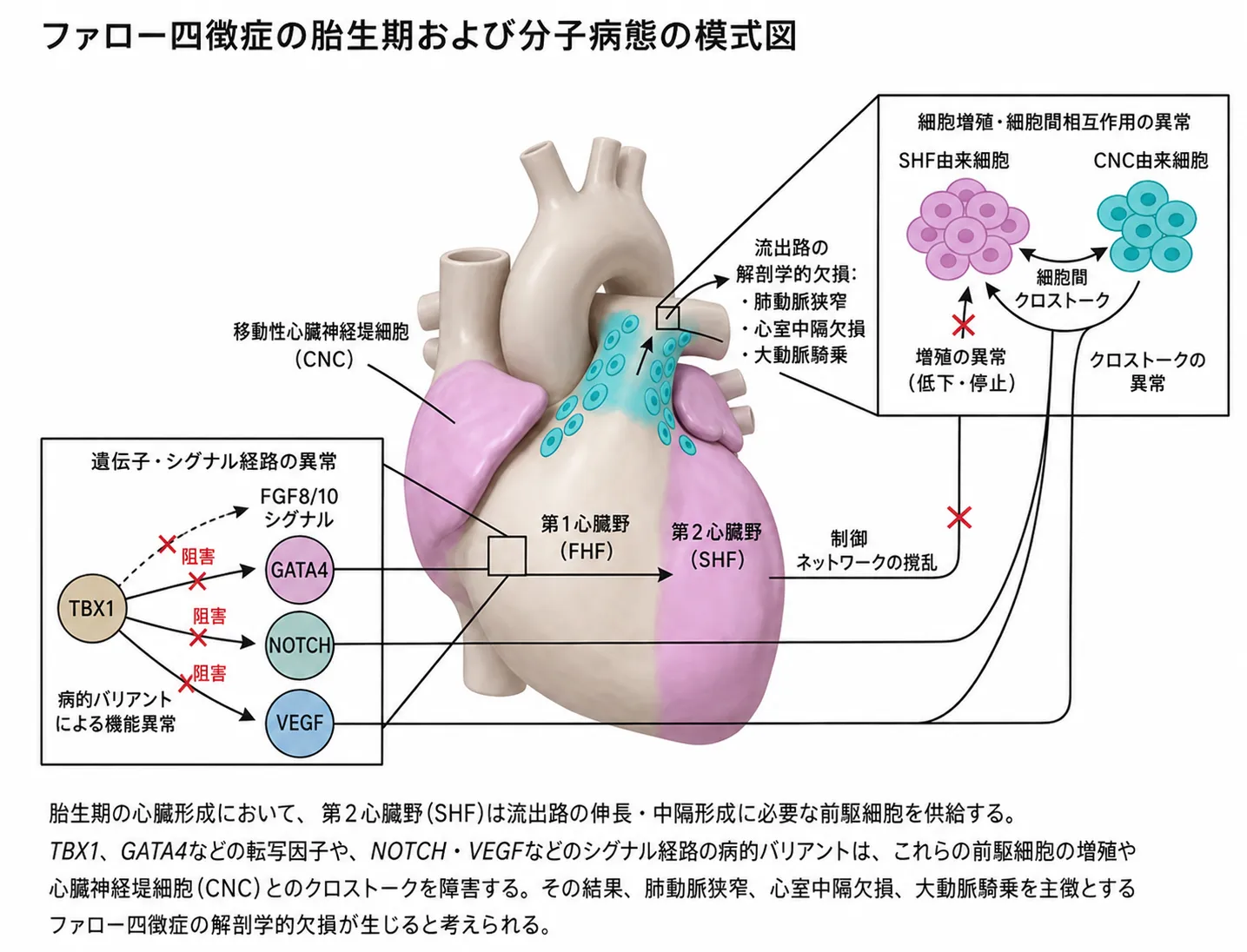 ファロー四徴症の胎生期および分子病態の模式図