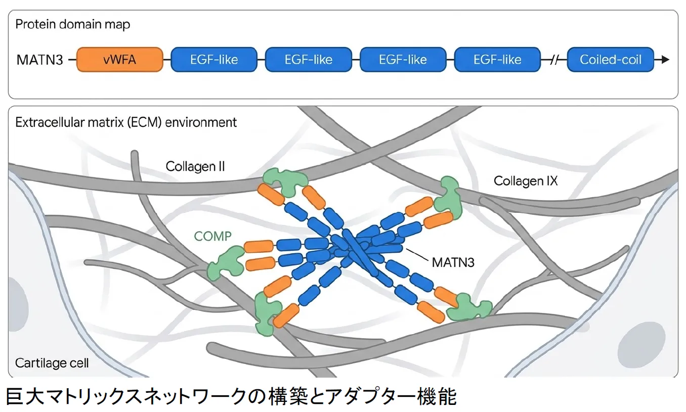 マトリリン-3(MATN3)の構造とはたらきの模式図。単一のvWFAドメイン、4つのEGF様ドメイン、コイルドコイルドメインからなり、軟骨の細胞外マトリックスでII型・IX型コラーゲンとCOMPをつなぐアダプターとして働く。