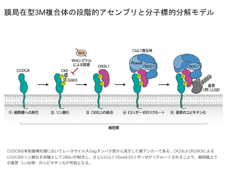膜局在型3M複合体の段階的会合と分子標的分解モデル