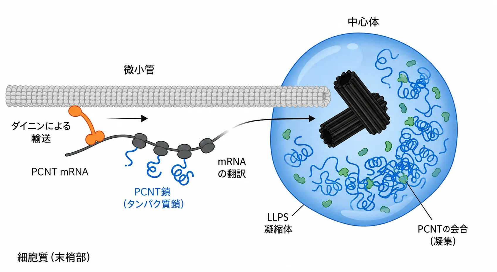 ダイニンによる翻訳同時輸送とペリセントリン凝縮体（液–液相分離）による中心体形成の模式図