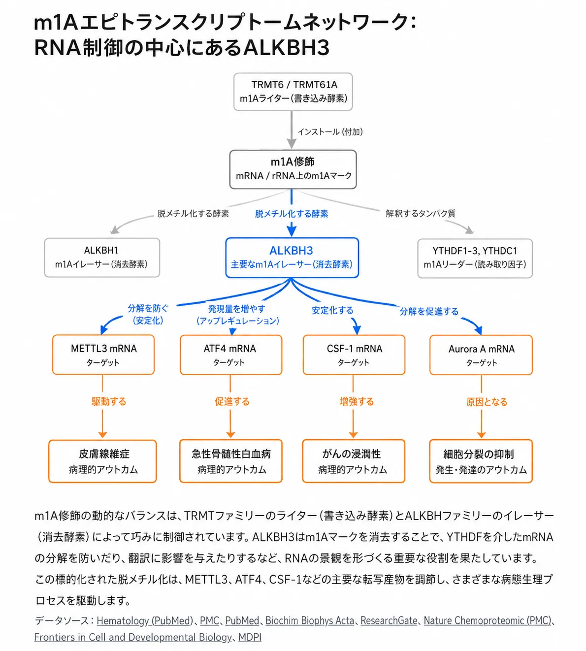 m1A RNA修飾におけるALKBH3の制御ネットワーク。TRMT6/TRMT61Aによるm1A付加、ALKBH1・ALKBH3による脱メチル化、YTHDF1-3・YTHDC1による認識と、ALKBH3がMETTL3、ATF4、CSF-1、Aurora AのmRNAを調節し、皮膚線維症、急性骨髄性白血病、がん浸潤性、繊毛形成に影響する経路を示す模式図。