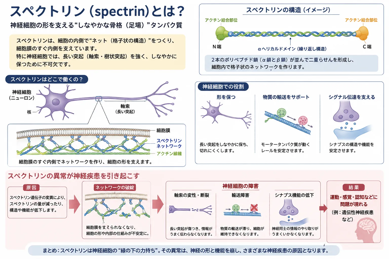 スぺクトリンとは神経細胞の形を支えるしなやかな骨格(足場)タンパク質