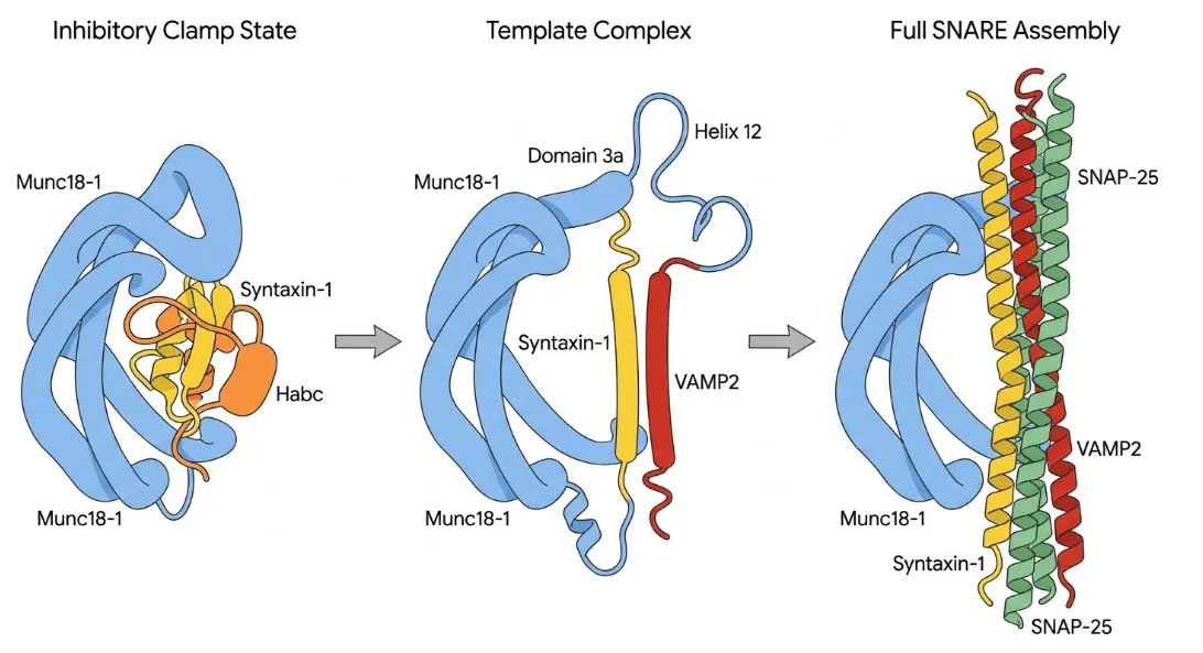 Munc18-1によるSNARE複合体の3段階の組み立てを示す模式図。左「留め金状態（Inhibitory Clamp State）」では、青色のMunc18-1が閉じた構造のシンタキシン-1（黄色）をHabcドメイン（オレンジ）ごと抱え込み、SNAREの組み立てを抑えている。中央「テンプレート複合体（Template Complex）」では、Munc18-1のドメイン3aのHelix12が伸展し、シンタキシン-1（黄色）と小胞側のVAMP2（赤）のN末端側を並置して半分だけ組み立てる。右「完全なSNARE集合（Full SNARE Assembly）」では、SNAP-25（緑）が加わり、シンタキシン-1・VAMP2・SNAP-25が4本のらせん束を形成する。