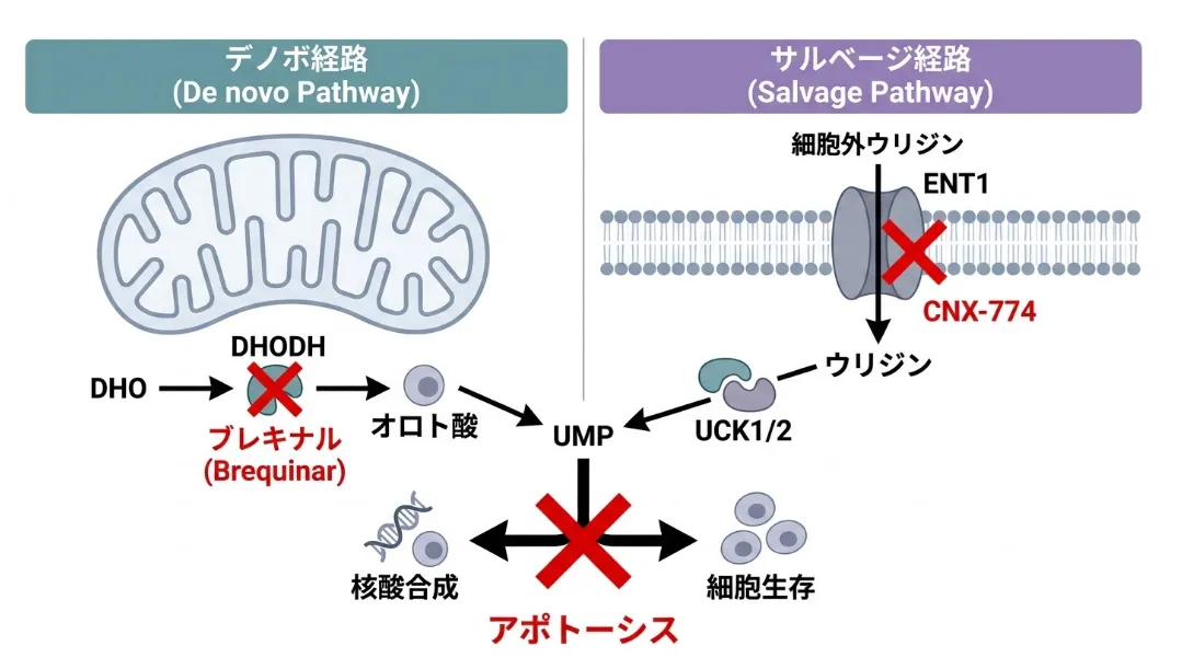 ピリミジンヌクレオチド合成の二つの経路を示す模式図。左側のデノボ経路では、ミトコンドリア内膜のDHODHがジヒドロオロト酸（DHO）をオロト酸へ変換し、これがUMPへと合成されるが、DHODH阻害薬ブレキナルがこの反応を遮断する。右側のサルベージ経路では、細胞外ウリジンが細胞膜のトランスポーターENT1を介して取り込まれ、UCK1/2によってリン酸化されてUMPになるが、ENT1阻害薬CNX-774がこの取り込みを遮断する。両経路を同時に阻害するとUMPが枯渇し、核酸合成と細胞生存が維持できずアポトーシスが誘導されることを、中央の大きな赤い×印で示している。