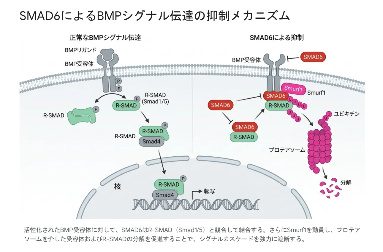 SMAD6によるBMPシグナル伝達の抑制メカニズム。左が正常なBMPシグナル、右がSMAD6による抑制(受容体での競合とSmurf1を介した分解)を示す模式図。