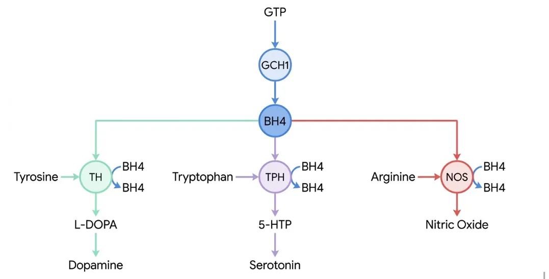 GTPからGCH1を介してBH4（テトラヒドロビオプテリン）が合成され、補酵素として働く主要経路を示す模式図。BH4はチロシン水酸化酵素（TH）によるチロシンからL-DOPAを経たドーパミン合成、トリプトファン水酸化酵素（TPH）によるトリプトファンから5-HTPを経たセロトニン合成、および一酸化窒素合成酵素（NOS）によるアルギニンから一酸化窒素への産生に必要である。