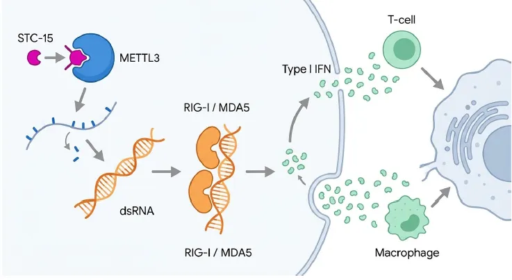 STC-15がMETTL3を阻害するとm6A修飾を失ったRNAが二本鎖RNA（dsRNA）を形成し、RIG-I/MDA5が感知してI型インターフェロンを放出、T細胞やマクロファージによる抗腫瘍免疫が活性化するしくみを示した模式図