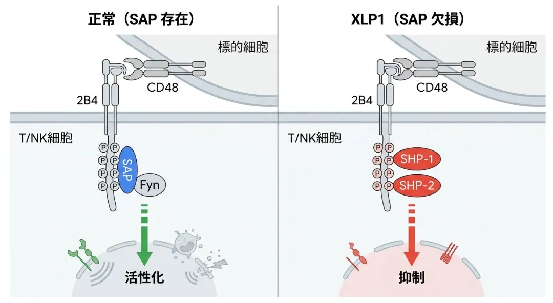 正常時とXLP1におけるSAP-SLAMシグナルの違いを示した模式図。左は正常（SAP存在）で、T/NK細胞の2B4受容体が標的細胞のCD48と結合し、リン酸化部位にSAPが結合してFynを動員し、活性化シグナルが入る。右はXLP1（SAP欠損）で、SAPが欠けているため同じリン酸化部位にSHP-1とSHP-2が結合し、抑制シグナルに反転する様子を示す。