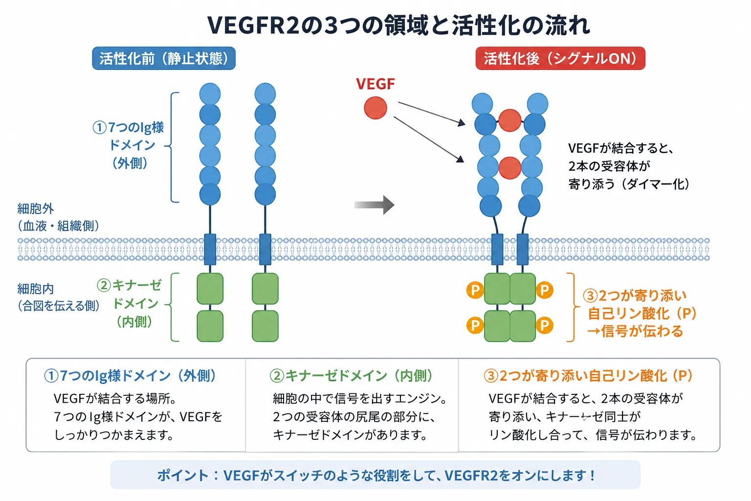 VEGFR2の構造とVEGF結合による二量体化・自己リン酸化の仕組み