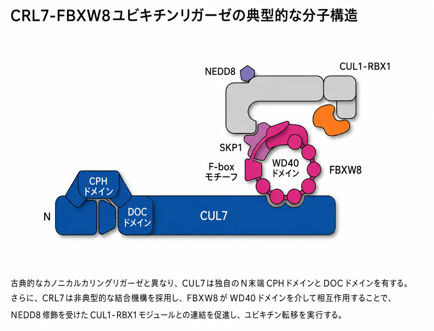 CRL7-FBXW8ユビキチンリガーゼの典型的な分子構造。CUL7のN末端にCPH・DOCドメイン、FBXW8がWD40ドメインを介して結合し、ネディレーションされたCUL1-RBX1モジュールと連結する模式図