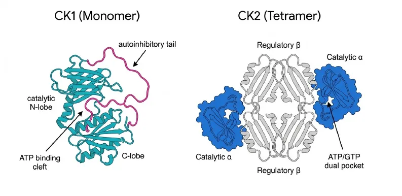 CK1単量体とCK2四量体の立体構造比較。CK1は触媒Nローブ・Cローブ、ATP結合クレフト、自動阻害性テールを持ち、CK2は2つの触媒αサブユニットと2つの調節βサブユニットからなる四量体を形成し、ATP/GTP結合ポケットを備える。