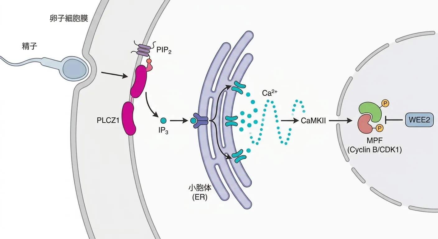精子由来PLCZ1による卵子活性化シグナル伝達。PLCZ1がPIP2を加水分解してIP3を生成し、小胞体からCa2+を放出してカルシウムオシレーションを誘導し、CaMKIIを介してMPF（Cyclin B/CDK1）を制御することで卵子の減数分裂再開を促す機構