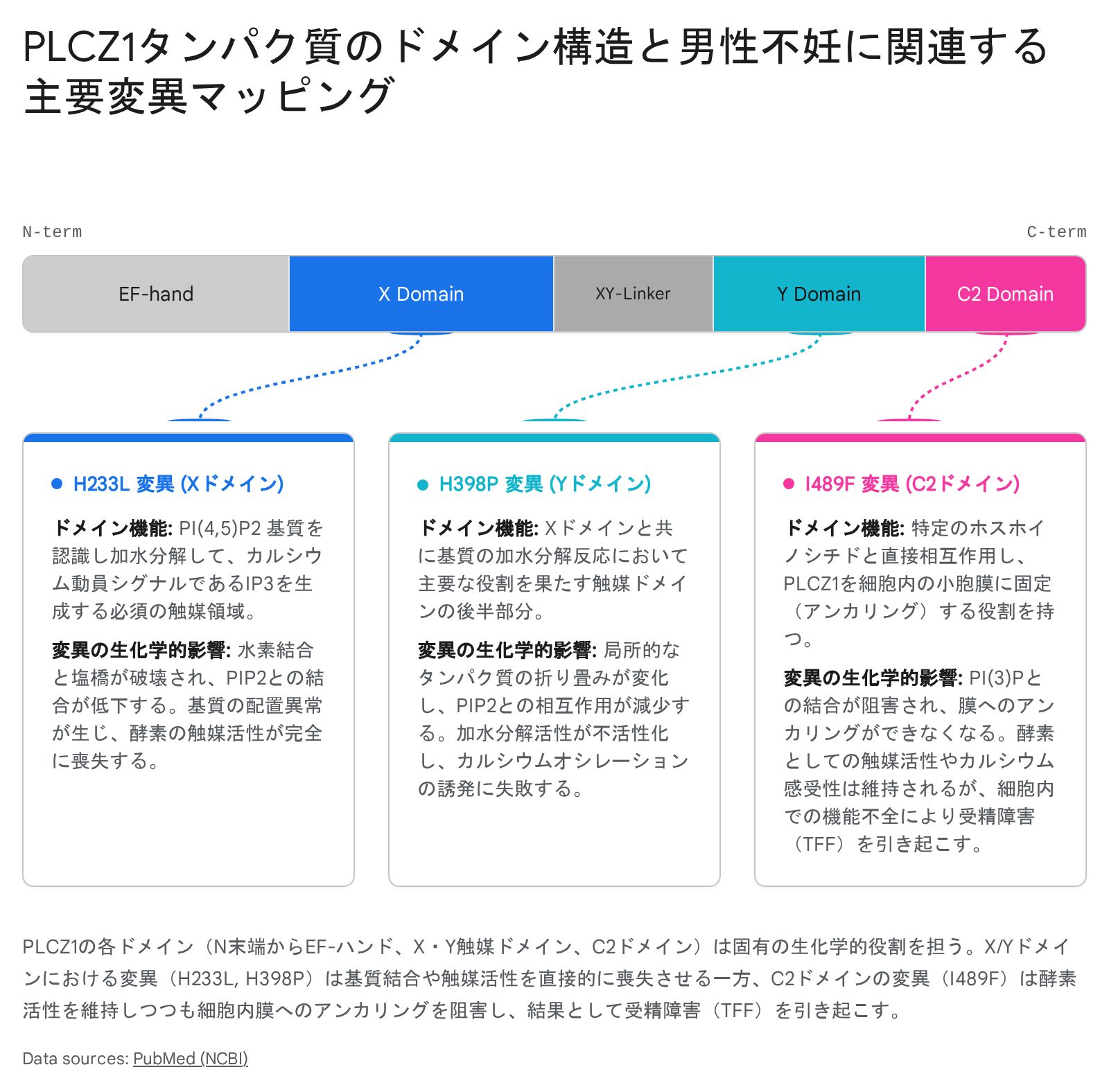 PLCZ1タンパク質のEFハンド、X・Y触媒ドメイン、XYリンカー、C2ドメインの構造と、男性不妊・完全受精障害に関連するH233L、H398P、I489F変異の位置と機能的影響