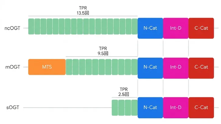 ncOGT・mOGT・sOGTの3つのOGTアイソフォームにおけるTPRリピート数とドメイン構造の比較図。ncOGTはTPR 13.5回、mOGTはミトコンドリア移行シグナル(MTS)とTPR 9.5回、sOGTはTPR 2.5回を持ち、いずれもN-Cat、Int-D、C-Catの触媒ドメインを共有する。