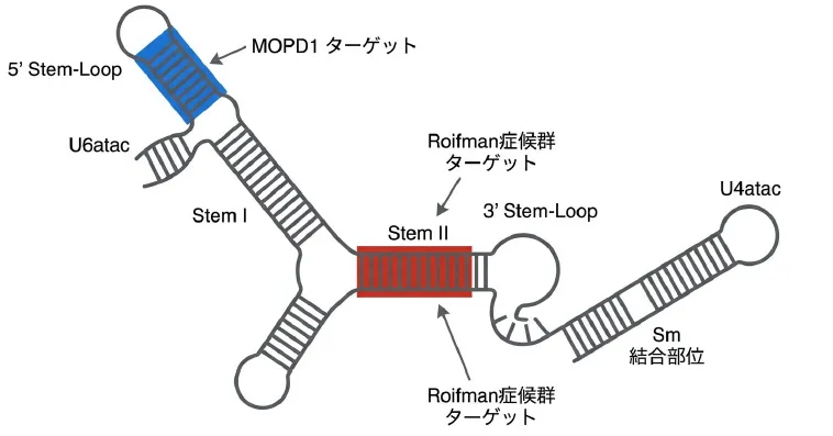 RNU4ATACが形成するU4atac/U6atac snRNA複合体の二次構造。MOPD1に関連する5′ Stem-Loop領域と、Roifman症候群に関連するStem II領域、およびStem I、3′ Stem-Loop、Sm結合部位を示す。