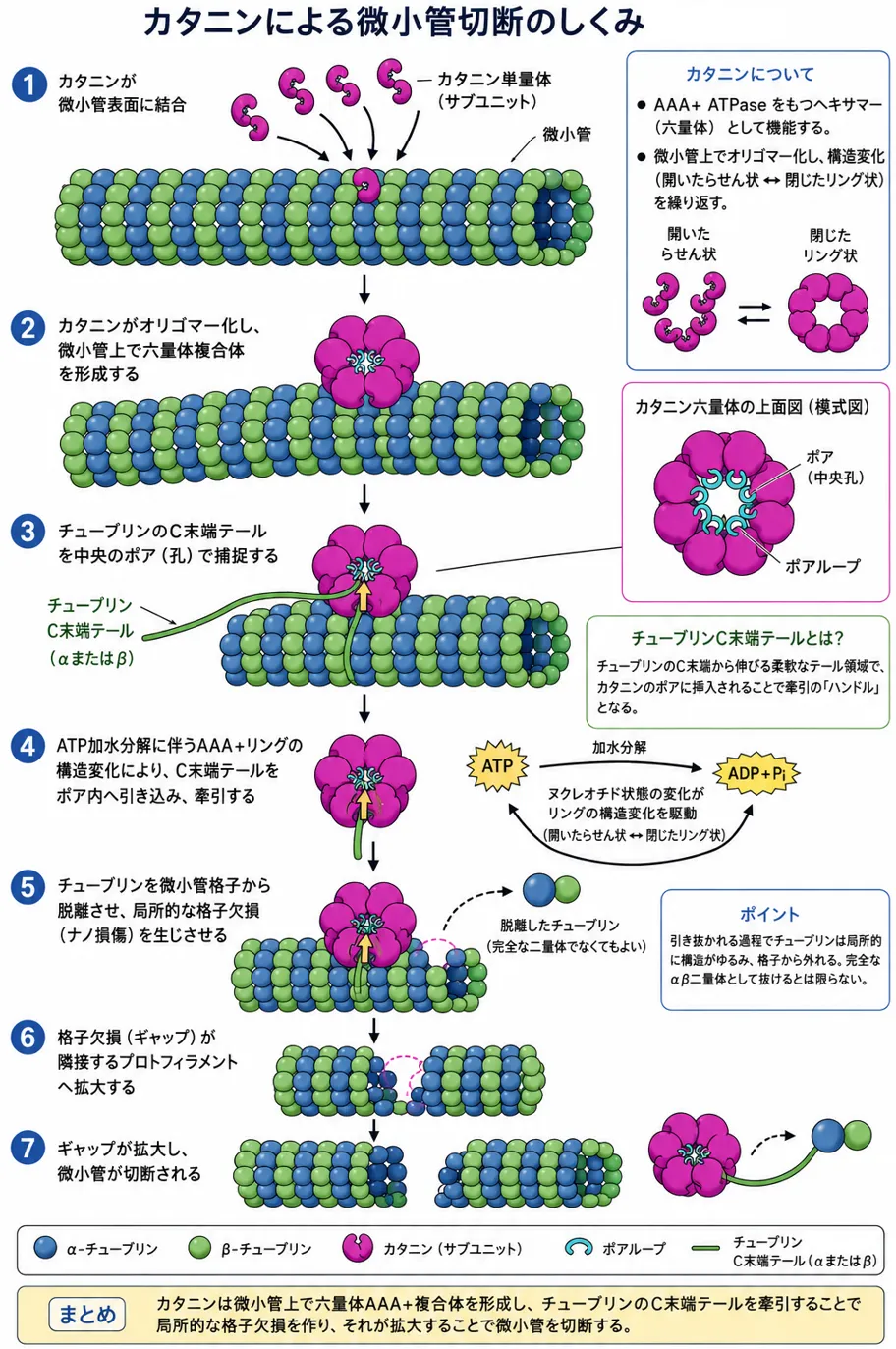 カタニンによる微小管切断機構。カタニンが微小管上で六量体AAA+複合体を形成し、チューブリンC末端テールを中央ポアで捕捉してATP加水分解に伴い牽引し、局所的な格子欠損を形成・拡大させて微小管を切断する過程。