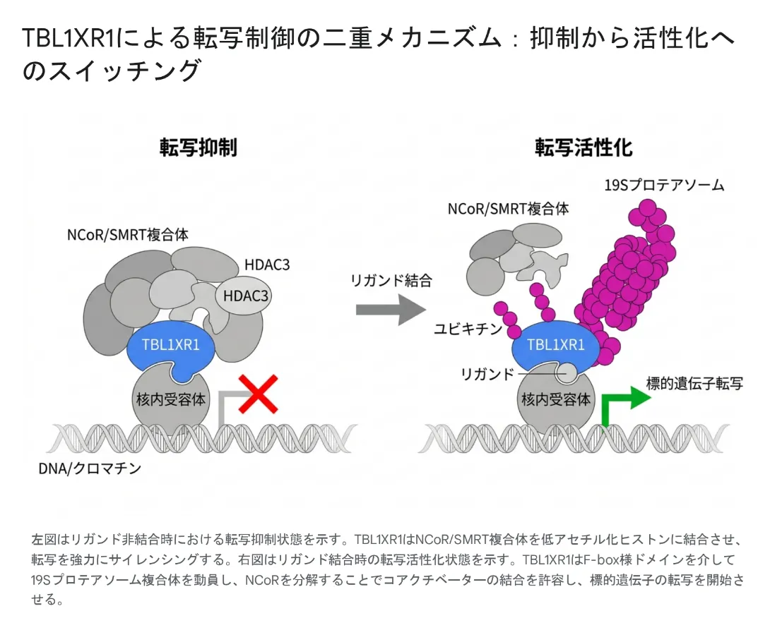 TBL1XR1による転写制御の二重メカニズム：リガンド非結合時の転写抑制から、リガンド結合時の転写活性化へのスイッチング