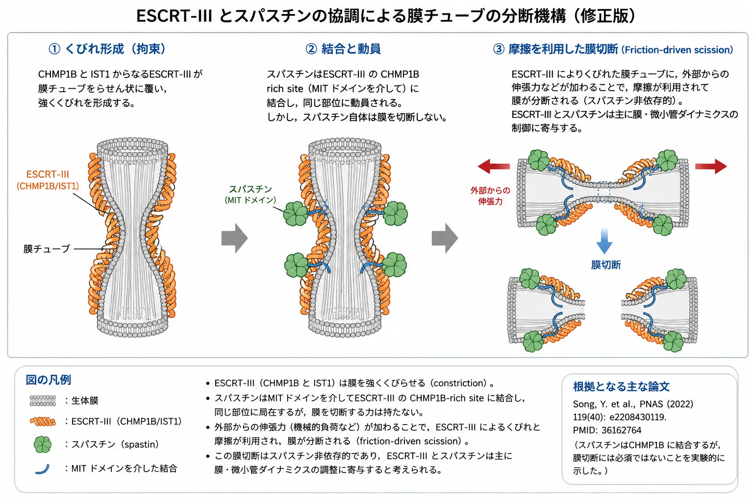 ESCRT-IIIとスパスチンが協調する膜チューブ切断機構。CHMP1B・IST1からなるESCRT-IIIが膜をくびれさせ、スパスチンがMITドメインを介して結合・動員される。外部から伸張力が加わると摩擦を利用した膜切断が起こり、この切断自体はスパスチン非依存的である。