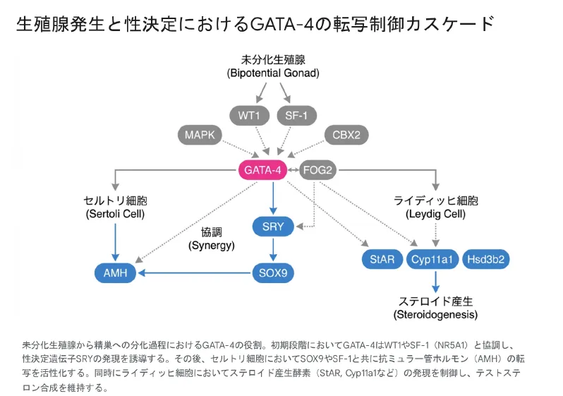 生殖腺発生と性決定におけるGATA-4の転写制御カスケード。未分化生殖腺でWT1・SF-1と協調してSRYを誘導し、セルトリ細胞でSOX9・SF-1とともにAMHを、ライディッヒ細胞でステロイド産生酵素の発現を制御する。