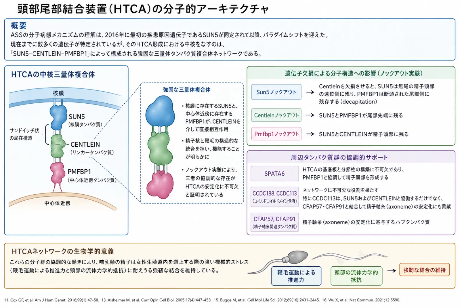 頭部尾部結合装置HTCAの分子的アーキテクチャ