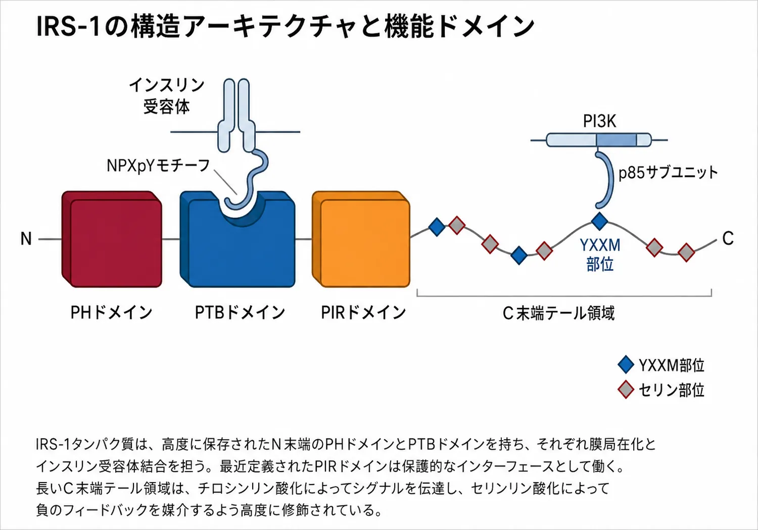 IRS-1の構造アーキテクチャと機能ドメイン：N末端のPHドメインとPTBドメインが細胞膜への局在とインスリン受容体（NPXpYモチーフ）への結合を担い、PIRドメインがPTBドメインと協調して受容体との結合を強め、長いC末端テールにはシグナルを伝えるチロシンリン酸化部位（YXXM）と負のフィードバックを担うセリンリン酸化部位が並ぶ
