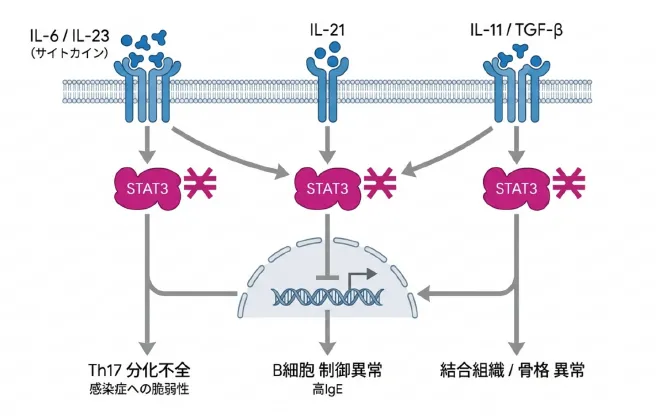 IL-6・IL-23・IL-21・IL-11・TGF-βなどのサイトカイン刺激がSTAT3を介して核内の遺伝子発現を制御するが、STAT3機能不全（図中×印）により、Th17分化不全（感染症への脆弱性）、B細胞制御異常（高IgE）、結合組織・骨格異常が生じることを示す模式図