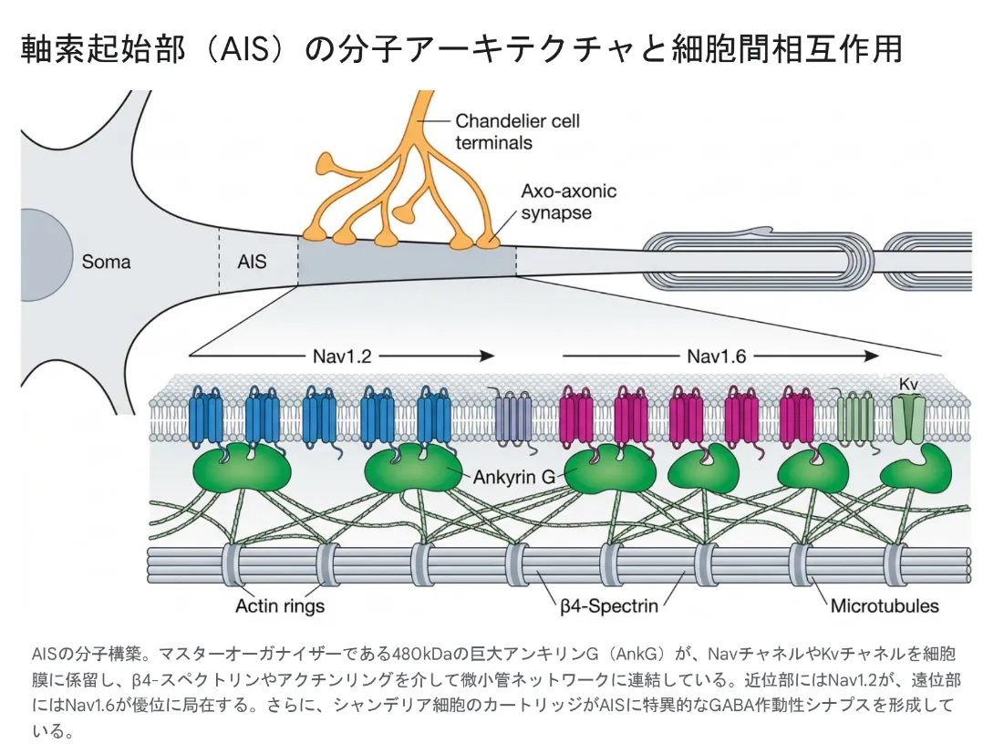 軸索起始部(AIS)の分子アーキテクチャと細胞間相互作用