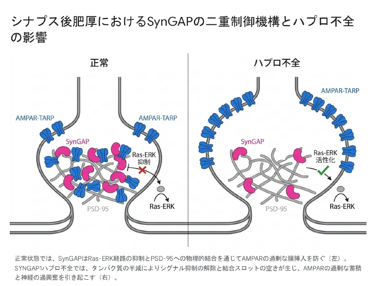 正常な神経細胞のシナプス後肥厚では、SynGAPタンパク質が多数存在し、足場タンパク質PSD-95に結合してAMPAR-TARP受容体の席を占有し、Ras-ERK経路を抑制することでAMPA受容体の過剰な膜挿入を防いでいる。SYNGAP1ハプロ不全では、SynGAPタンパク質が半減し、結合スロットが空いてAMPAR-TARPが過剰に蓄積、Ras-ERK経路が活性化して神経の過興奮を引き起こす様子を、正常（左）とハプロ不全（右）で対比した図。