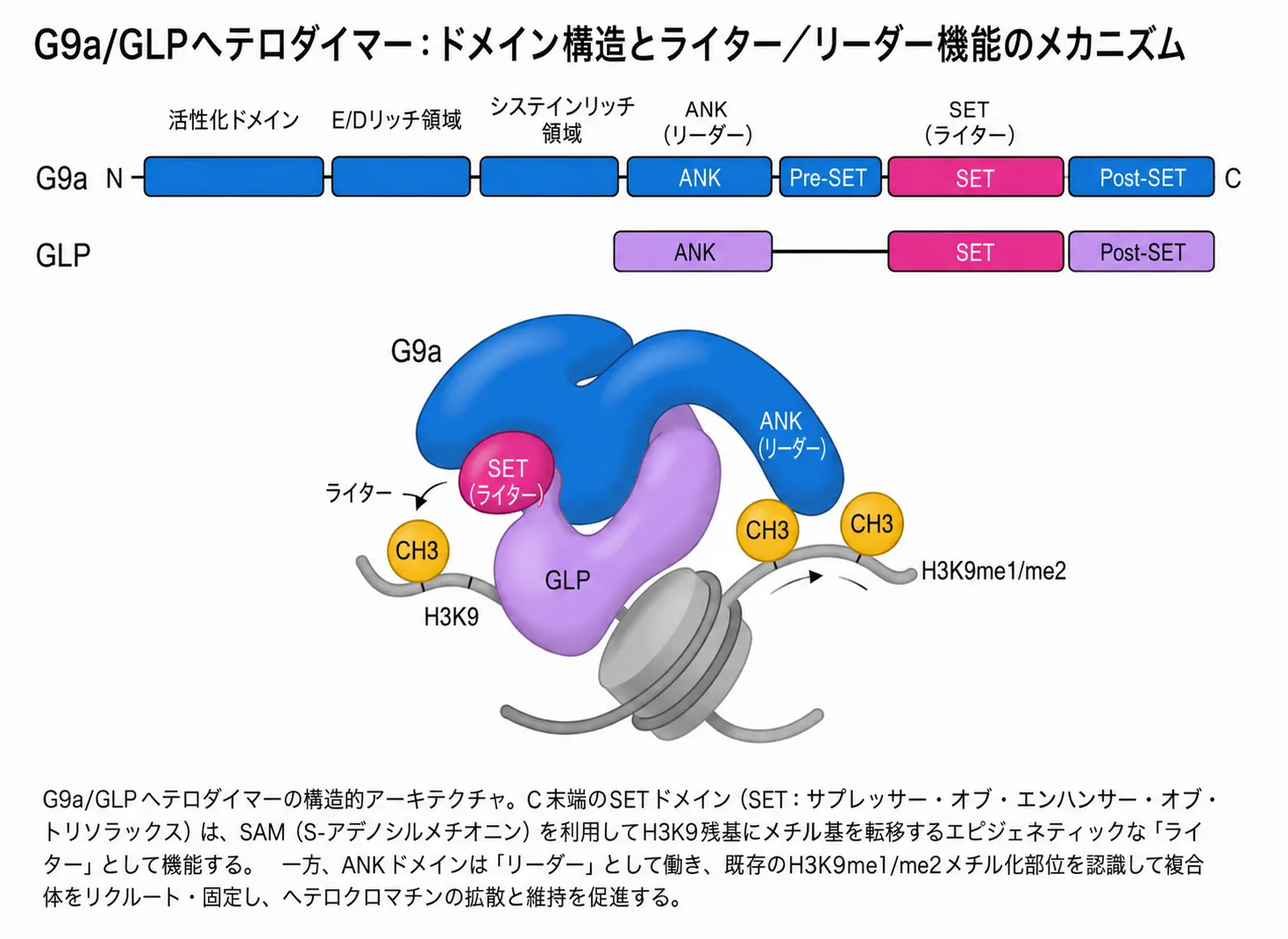 G9a/GLPヘテロ二量体のドメイン構造と、SETドメイン(書き手)・アンキリンリピート(読み手)によるH3K9メチル化のしくみを示した図