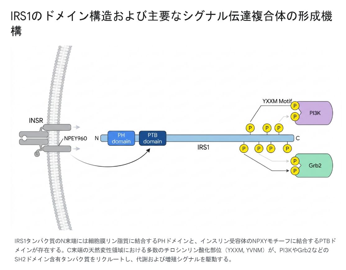 IRS1のドメイン構造および主要なシグナル伝達複合体の形成機構。N末端のPHドメイン・PTBドメインがインスリン受容体のNPXYモチーフに結合し、C末端の天然変性領域の多数のチロシンリン酸化部位(YXXM・YVNM)がPI3KやGrb2を呼び寄せる様子を示す図。
