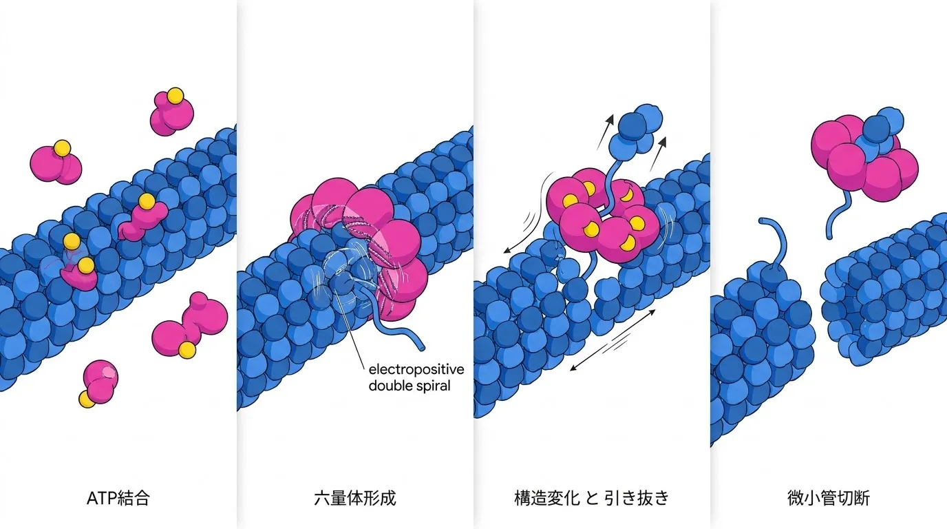 KATNA1によるATP依存性の微小管切断メカニズム
