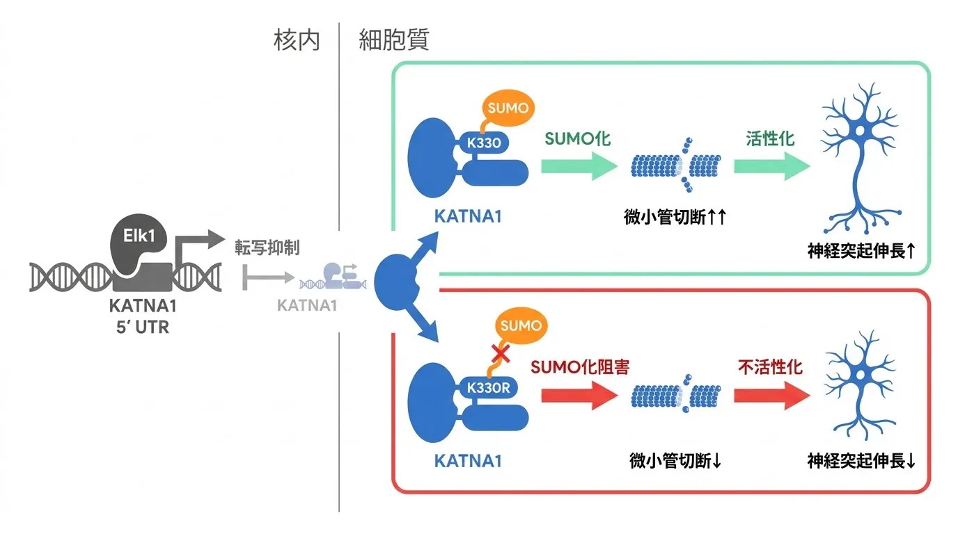 K330 SUMO化によるKATNA1活性化と神経突起伸長