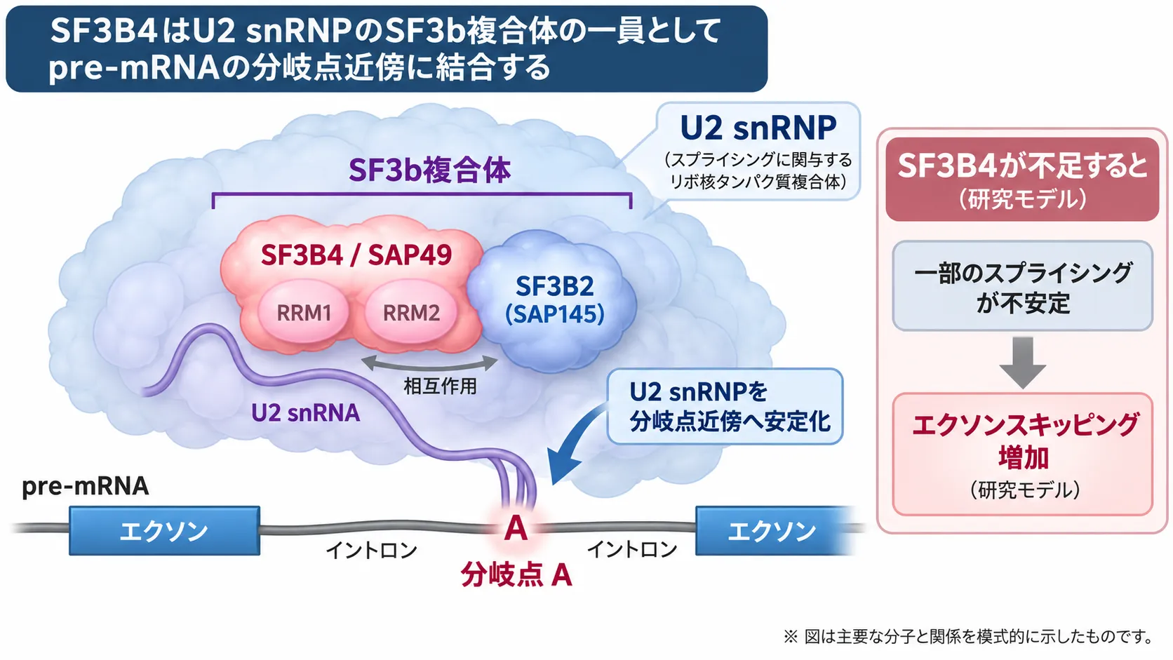 SF3B4（SAP49）がSF3B2とともにU2 snRNPのSF3b複合体を構成し、pre-mRNAの分岐点近傍への安定した結合を支える仕組みと、SF3B4不足によって一部のスプライシングが不安定化しエクソンスキッピングが増加する研究モデルを示す模式図
