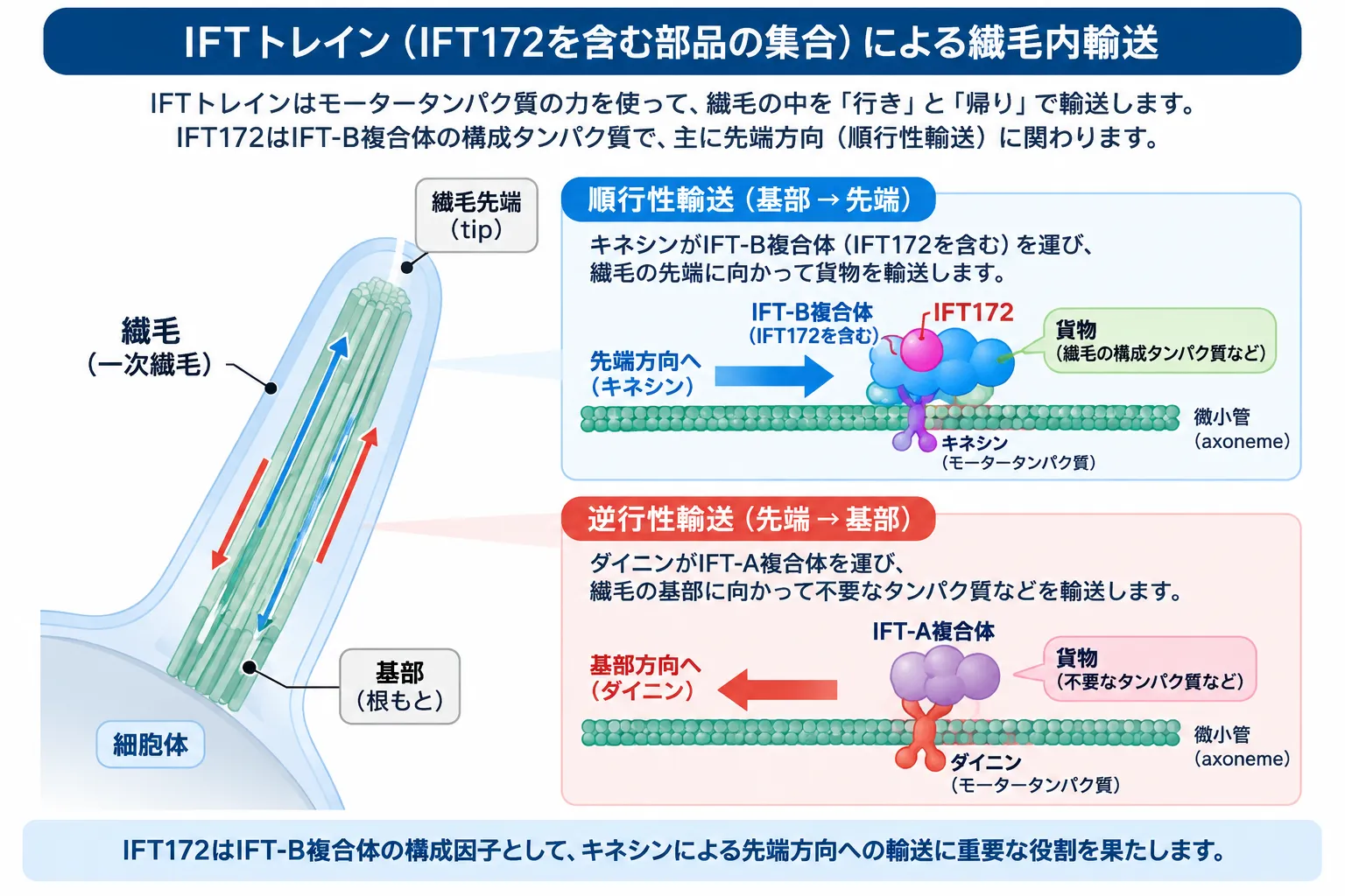 IFT172を含むIFT-B複合体がキネシンによって一次繊毛の基部から先端へ順行性輸送され、ダイニンによる逆行性輸送で先端から基部へ戻る繊毛内輸送（IFT）の仕組みを示す模式図