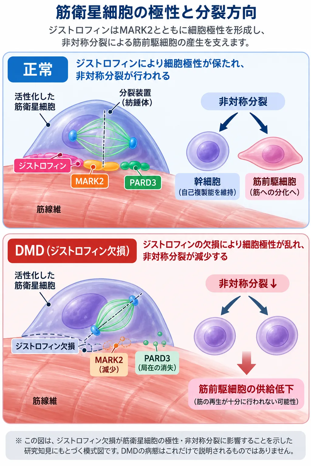 正常な筋衛星細胞ではジストロフィンがMARK2などとともに細胞極性と非対称分裂を支え、幹細胞の自己複製と筋前駆細胞の産生を両立する一方、DMDではジストロフィン欠損により細胞極性と非対称分裂が障害され、筋前駆細胞の供給が低下する仕組みを比較した模式図