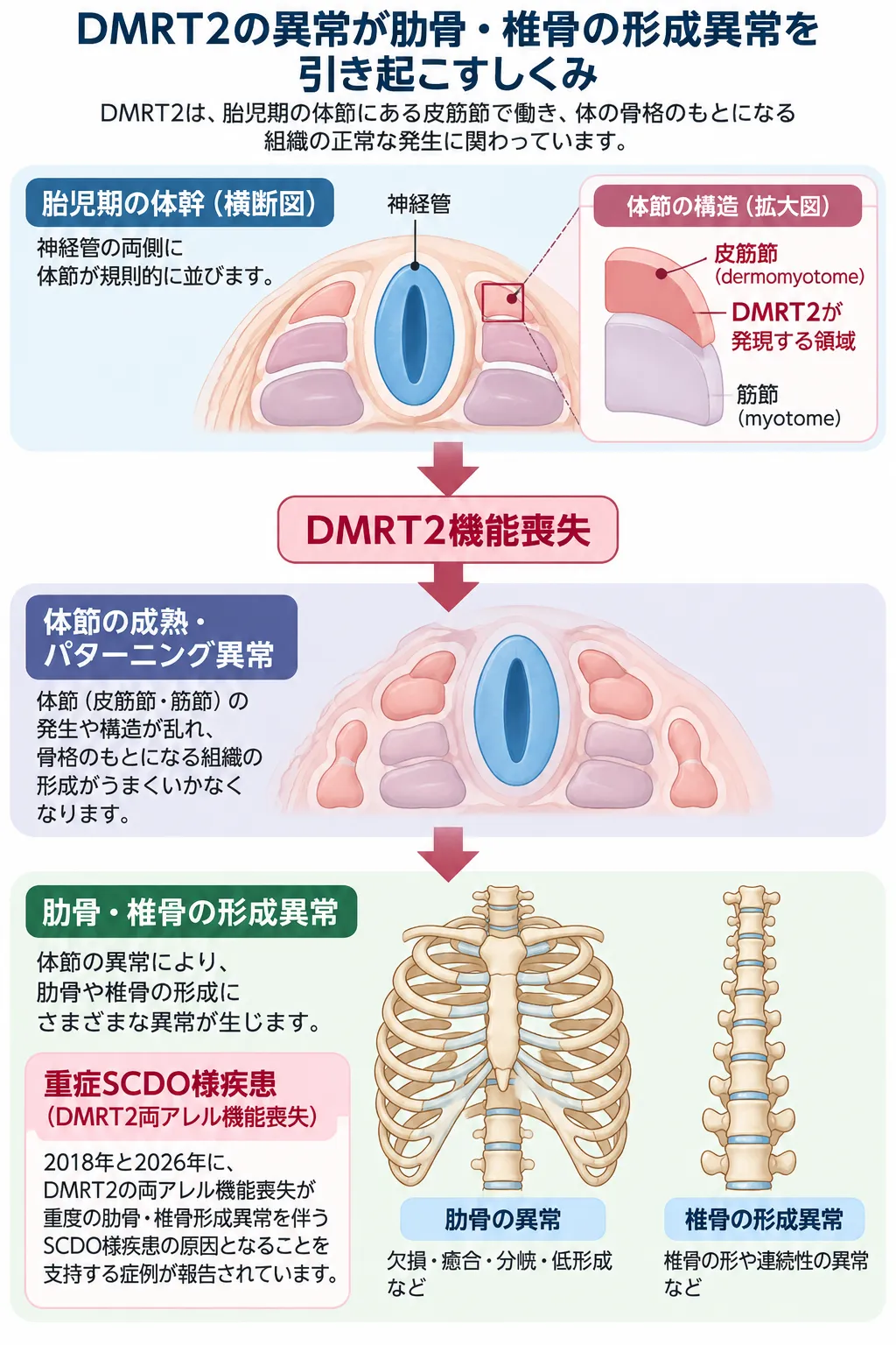 DMRT2が胎児期の体節、とくに皮筋節で働き、DMRT2機能喪失による体節の成熟・パターニング異常から肋骨・椎骨の形成異常を伴う重症SCDO様疾患につながる仕組みを示す模式図