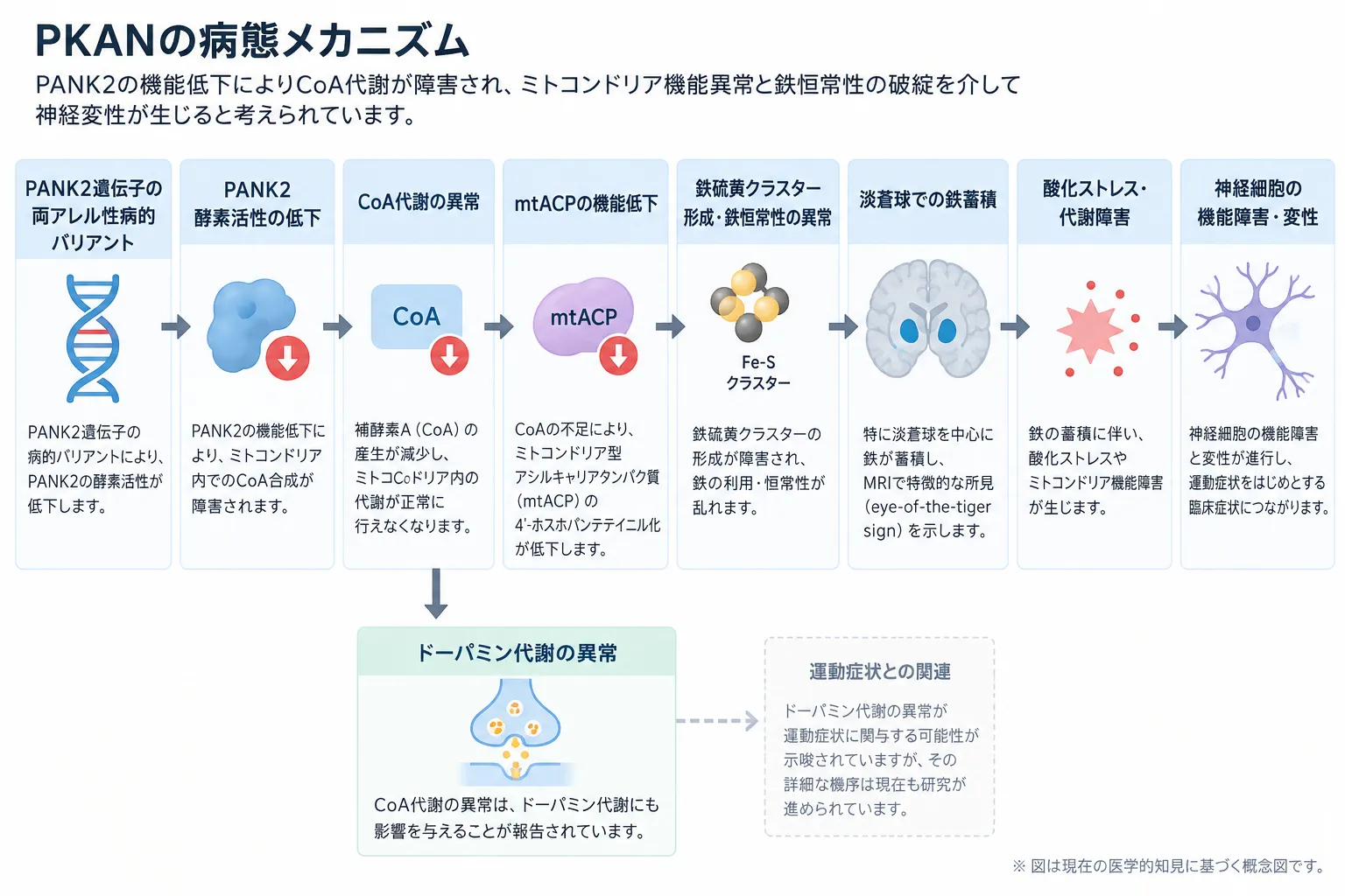 PANK2遺伝子の両アレル性病的バリアントから、PANK2酵素活性低下、CoA代謝異常、mtACP機能低下、鉄硫黄クラスター形成障害、淡蒼球への鉄蓄積、酸化ストレス・代謝障害を経て神経細胞の機能障害・変性に至るPKANの病態メカニズムを示した模式図。CoA代謝異常とドーパミン代謝異常との関連も示す。