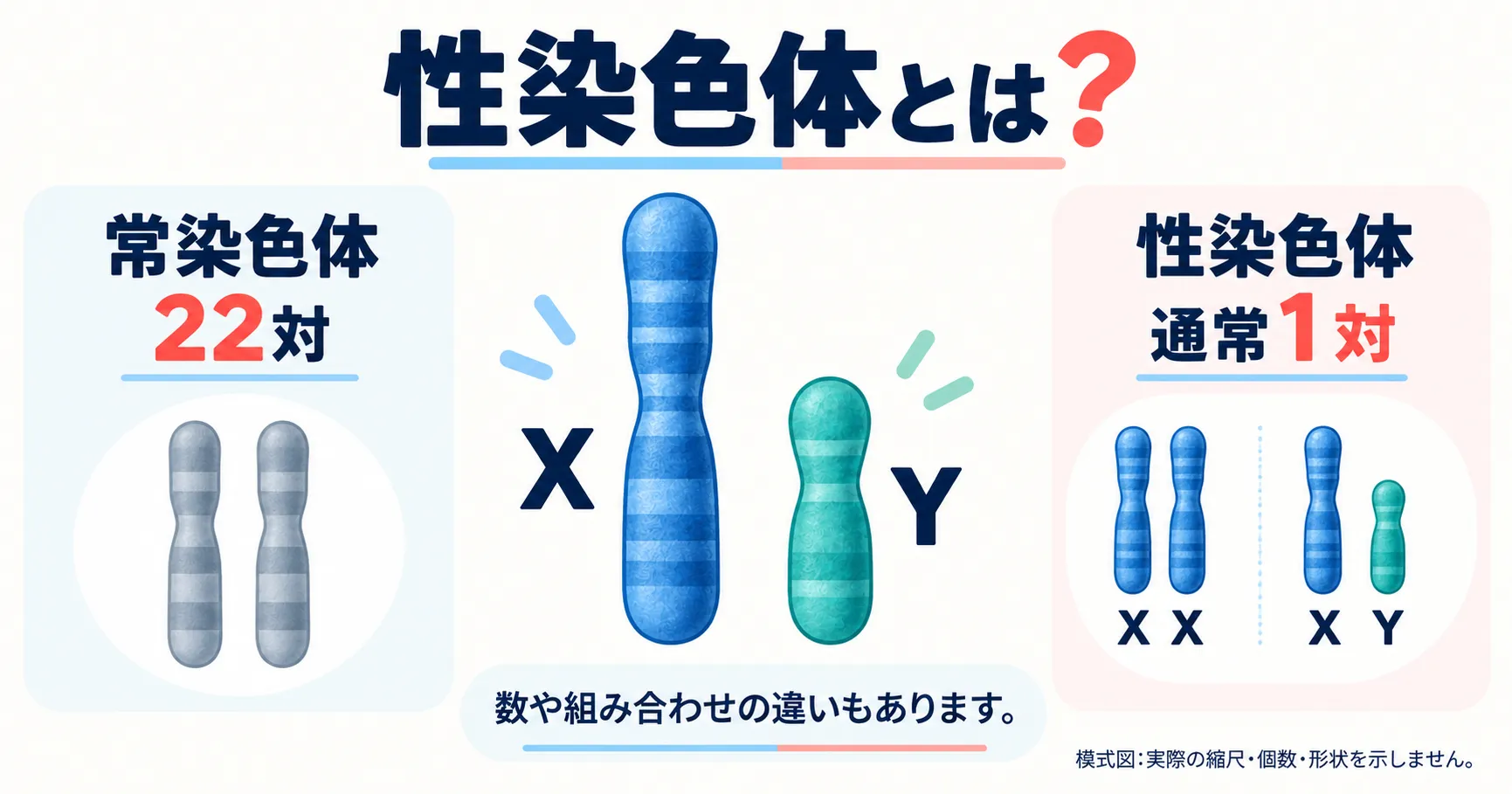 性染色体(X染色体・Y染色体)の構造と働きをまとめたインフォグラフィック