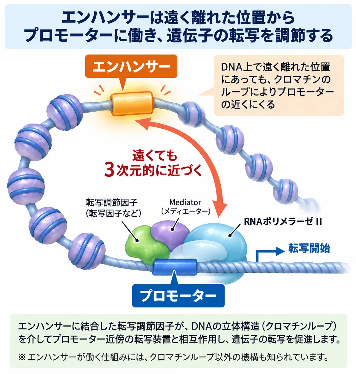 遠く離れたエンハンサーがクロマチンループによってプロモーター近傍へ3次元的に接近し、転写調節因子やMediatorを介してRNAポリメラーゼIIによる転写を促進する仕組みの模式図
