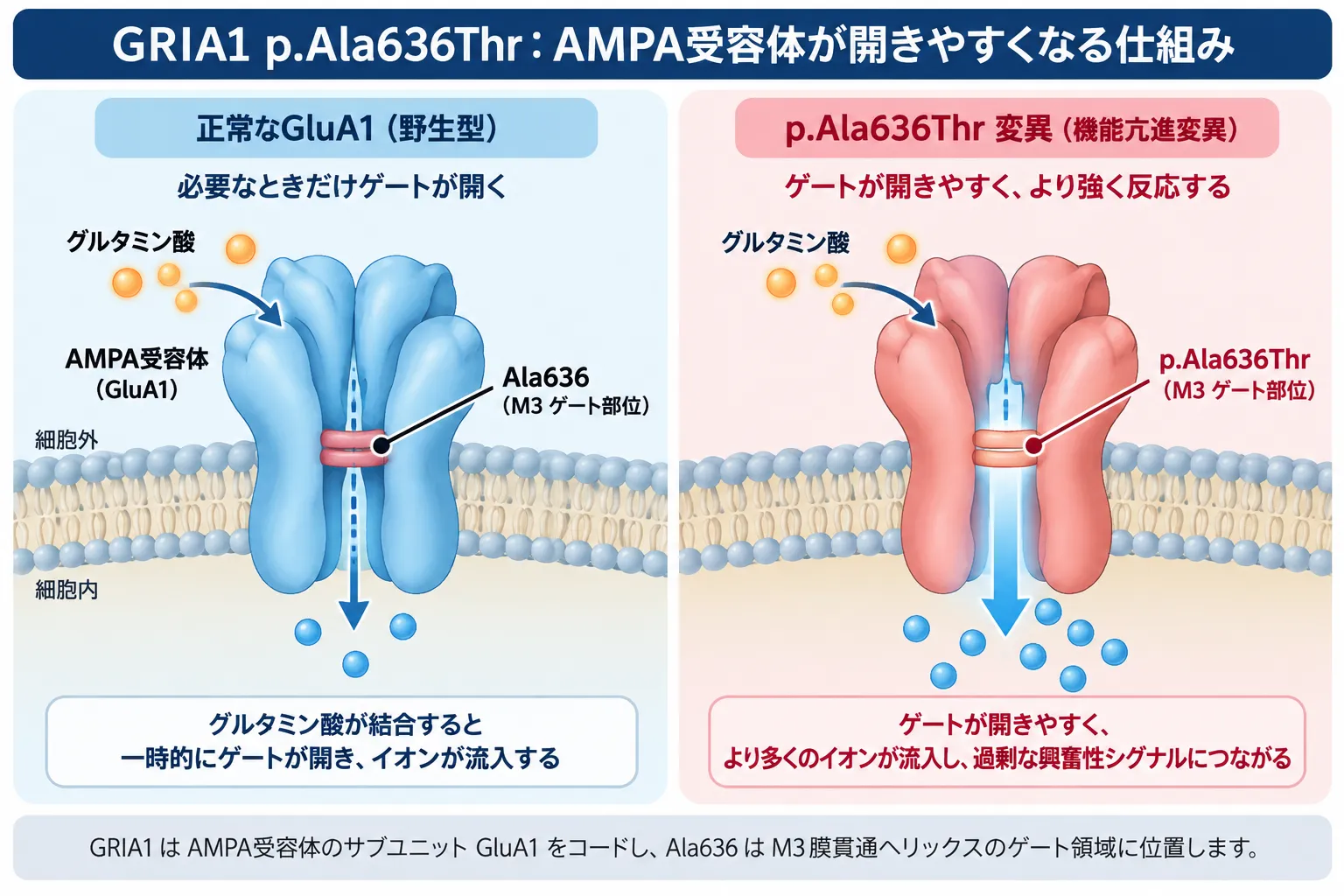 GRIA1 p.Ala636Thr変異によるAMPA受容体GluA1の機能亢進を示す模式図。正常型ではグルタミン酸結合によりM3ゲートが一時的に開いてイオンが流入するのに対し、p.Ala636Thr変異ではゲートが開きやすくなり、受容体の反応が増強する