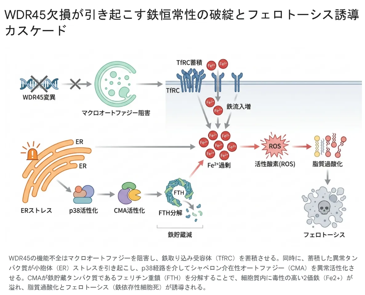 WDR45変異からフェロトーシス（鉄依存性細胞死）に至る分子カスケードの模式図。上段の経路では、WDR45変異がマクロオートファジーを阻害し、鉄取り込み受容体TfRCが細胞膜に蓄積して2価鉄（Fe2+）の細胞内流入が増大する。下段の経路では、ERストレスがp38を活性化し、シャペロン介在性オートファジー（CMA）の異常亢進を介して鉄貯蔵タンパク質フェリチン重鎖（FTH）が分解され、鉄の貯蔵能が失われる。両経路が合流して細胞内にFe2+が過剰に蓄積し、活性酸素種（ROS）の発生と脂質過酸化を経てフェロトーシスが誘導される。