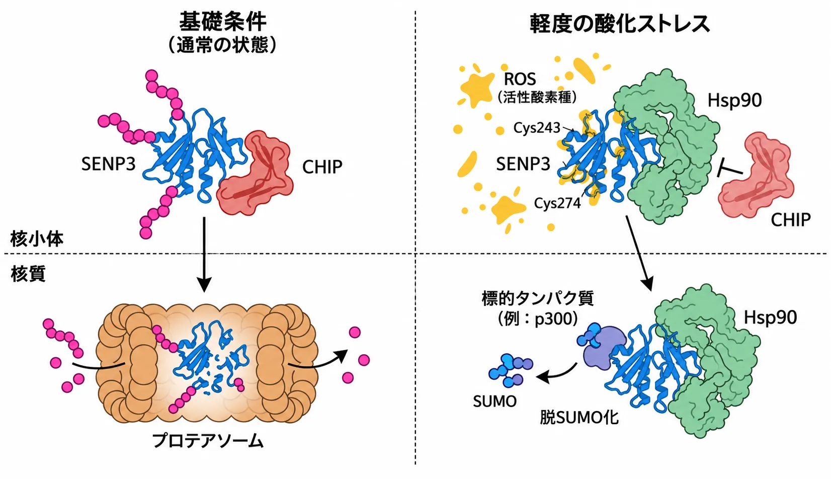 SENP3が酸化ストレスを感知して安定化するしくみの模式図。左（通常時）：核小体でSENP3がCHIPによりユビキチン化され、プロテアソームで分解される。右（軽度酸化ストレス時）：ROSがSENP3のCys243とCys274を酸化し、Hsp90が結合してCHIPによる分解を阻害。安定化したSENP3が核質へ移動し、p300など標的タンパク質を脱SUMO化する。
