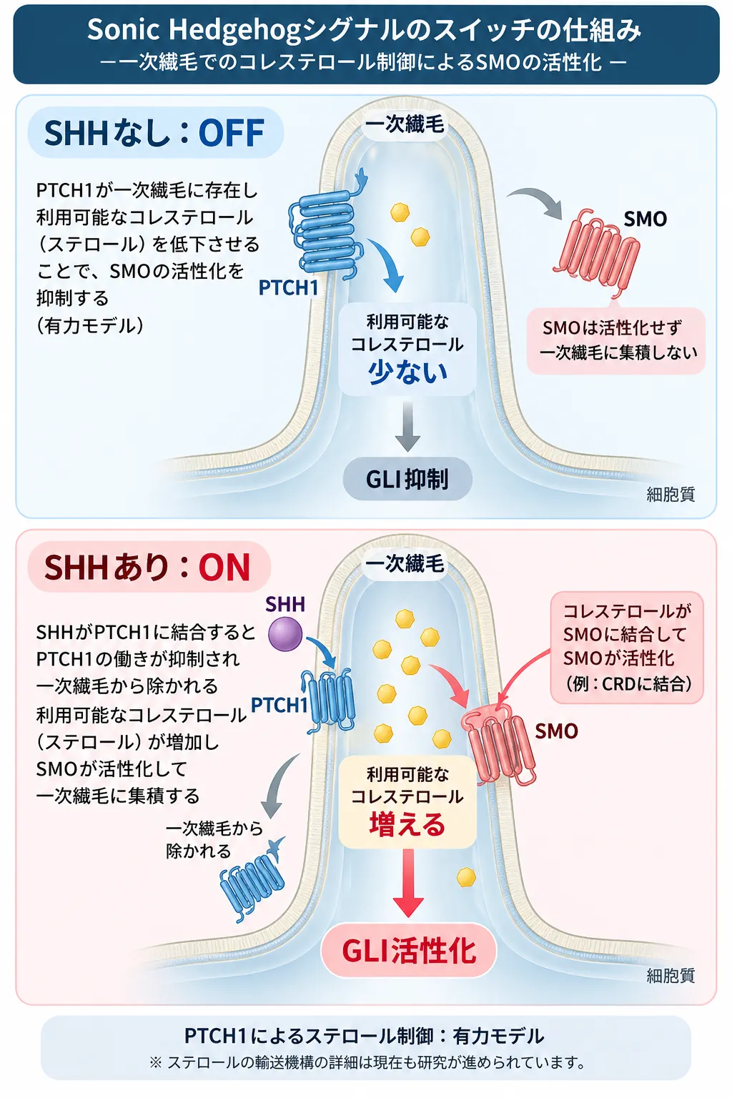 一次繊毛におけるSonic Hedgehog(SHH)シグナルのOFF・ONを比較し、PTCH1による利用可能なコレステロールの制御、SMOの活性化と一次繊毛への集積、GLI活性化までの仕組みを示した模式図