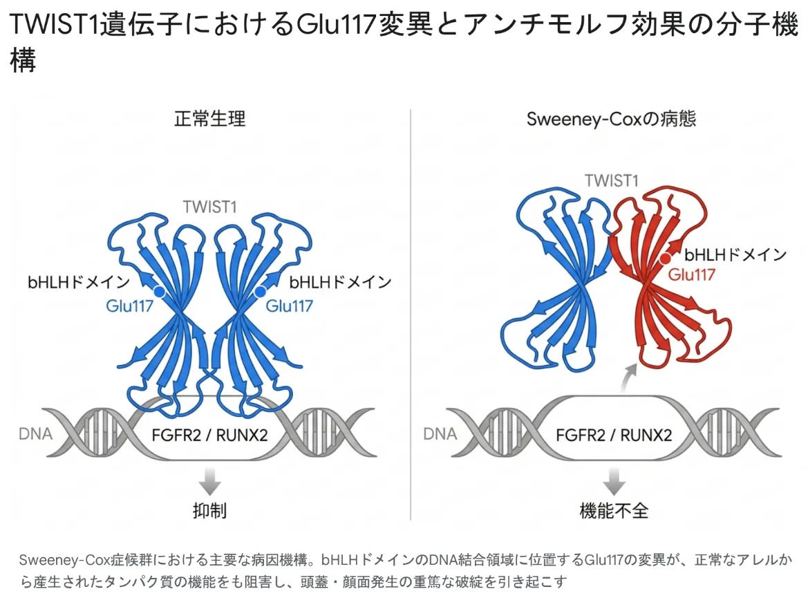 TWIST1のGlu117変異によるアンチモルフ効果を示す模式図。左「正常生理」では、TWIST1を含む二量体が塩基性ドメインを介してDNA上のE-box配列を認識し、下流遺伝子の発現を調節する。右「Sweeney-Coxの病態」では、Glu117変異をもつTWIST1が二量体形成能を保ちながらDNA結合機能を障害し、正常アレル由来TWIST1を含む複合体の機能にも影響することで、下流の転写制御が乱れる様子を示している。
