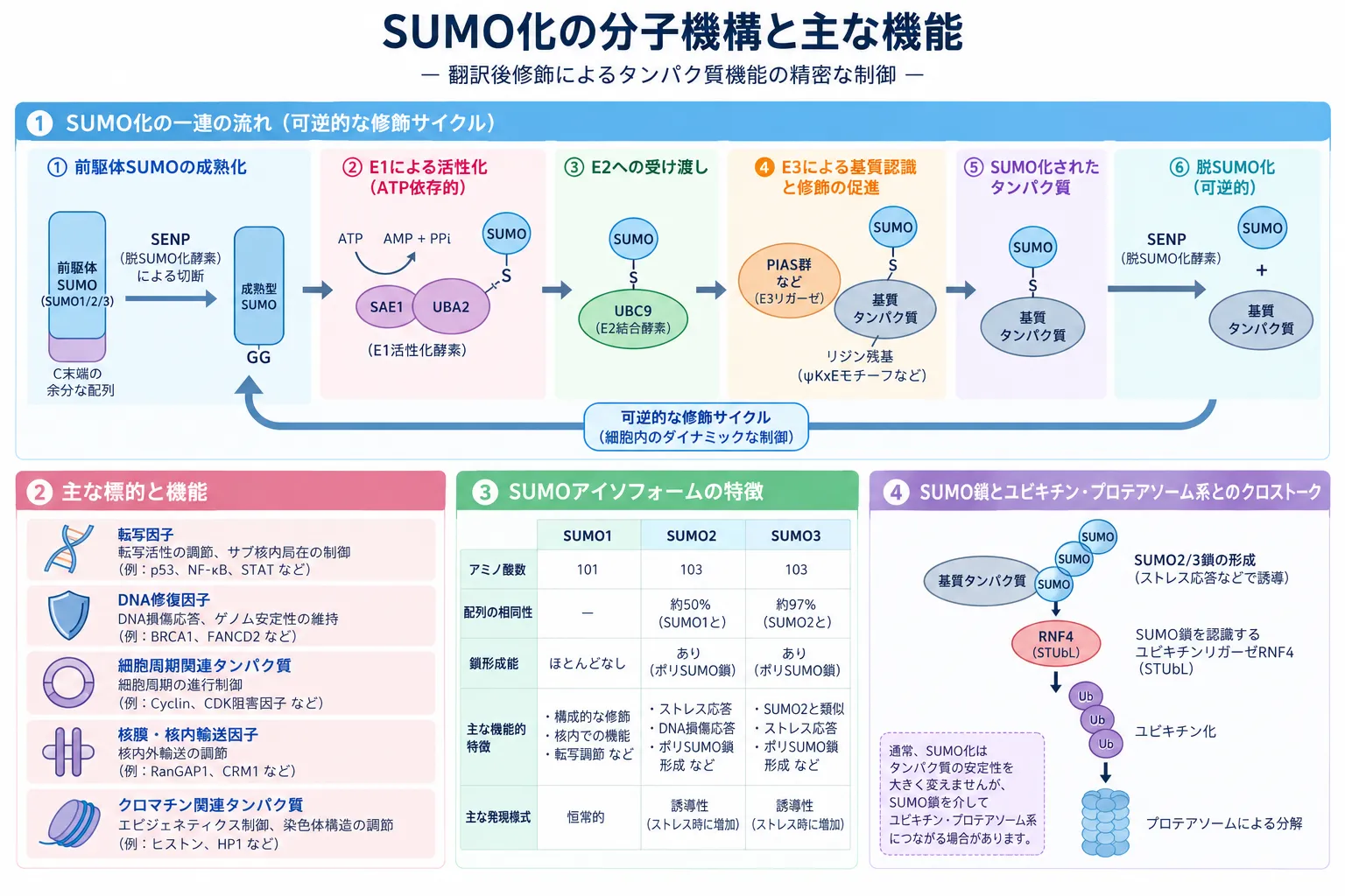 SUMO化の分子機構を示す模式図。前駆体SUMOがSENPにより成熟化され、E1(SAE1-UBA2)で活性化、E2(UBC9)へ受け渡され、E3の補助により標的タンパク質のリジン残基へ結合し、SENPで脱SUMO化される可逆的サイクルを示す。SUMOの主な標的・機能、SUMO1・SUMO2・SUMO3の特徴、SUMO2/3鎖からRNF4によるユビキチン化・プロテアソーム分解へつながる経路も示している。