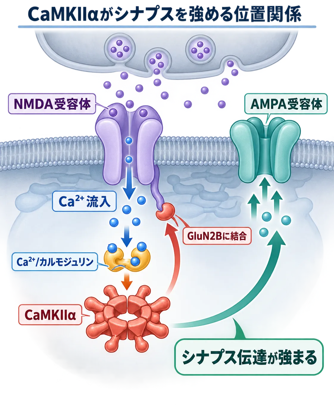 NMDA受容体から流入したCa²⁺がCaMKIIαを活性化し、GluN2Bへの結合とAMPA受容体機能の増強を通じてシナプス伝達を強める仕組み