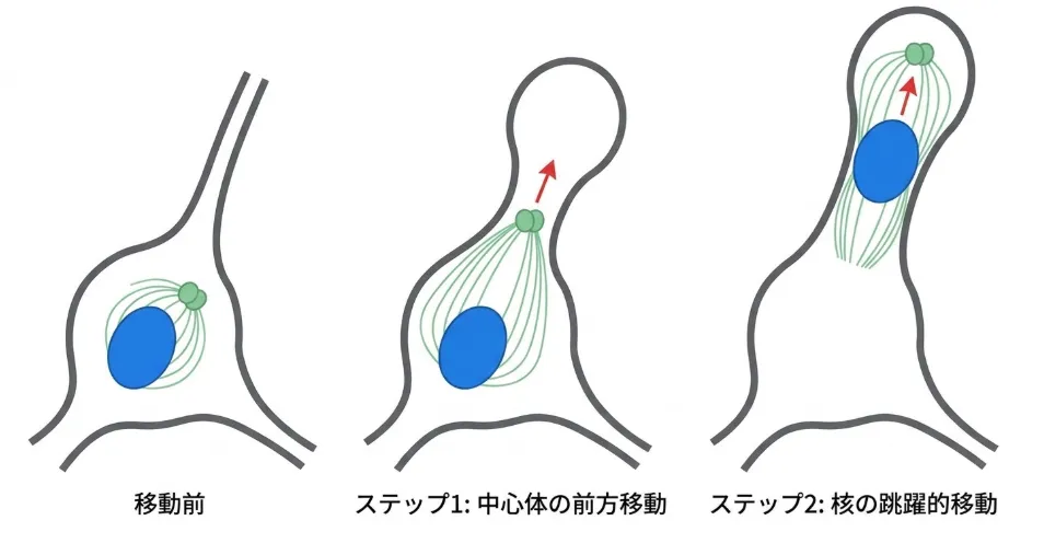 神経細胞の2ストロークによる核移動を3段階で示した図。左「移動前」は核（青）の前方に中心体（緑）が位置し微小管が核を囲む。中央「ステップ1：中心体の前方移動」で中心体が先導突起のふくらみへ先に前進する。右「ステップ2：核の跳躍的移動」で核が中心体に向かって跳ねるように追いつく。赤い矢印は移動方向を示す。
