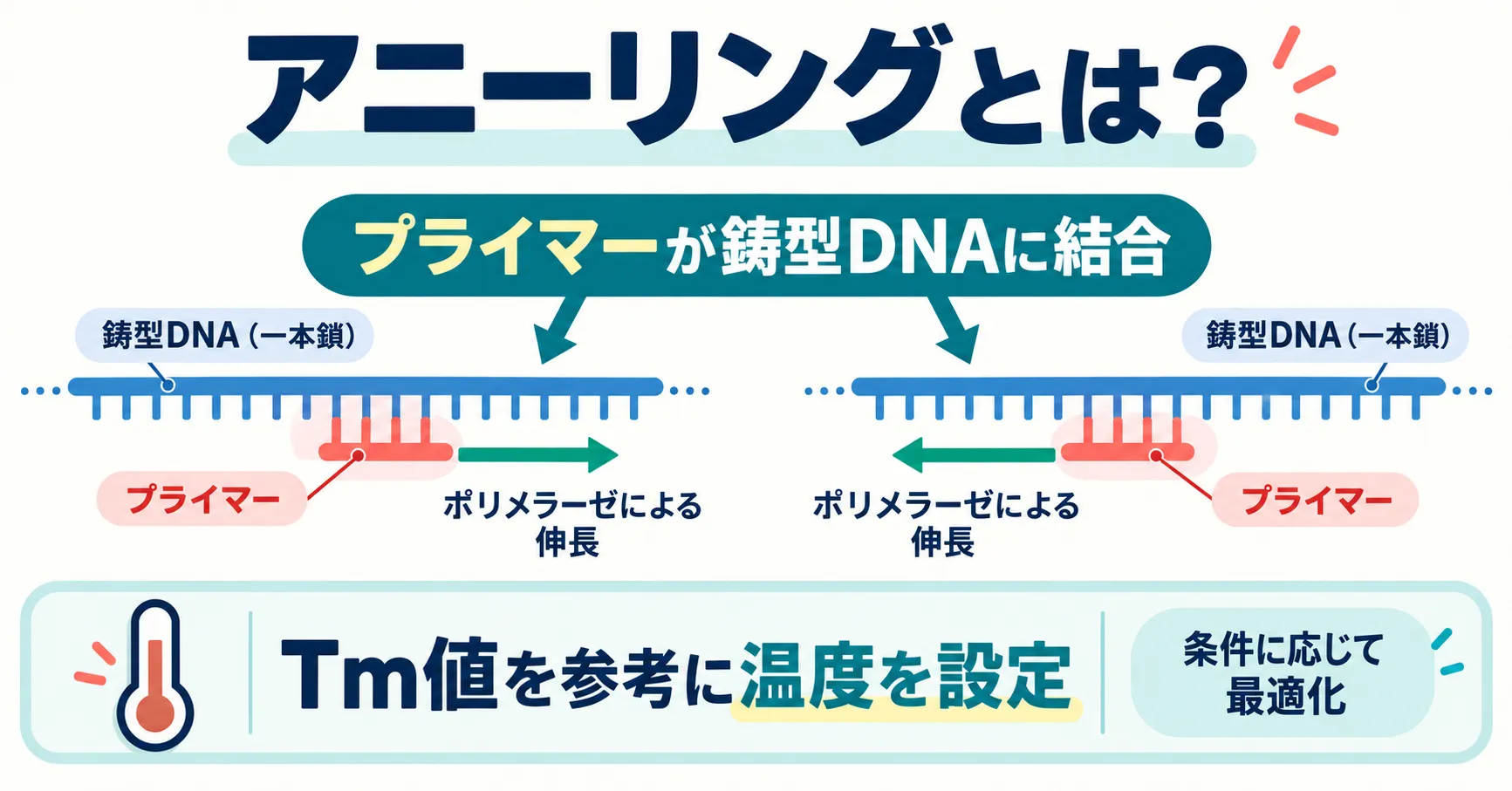 PCRのアニーリングでプライマーが鋳型DNAの相補的な配列に結合する仕組み